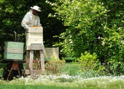 8th May 2014 - White House Beekeeper 