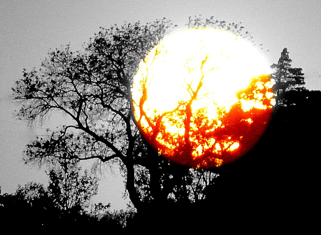 Sun Tree by kareenking