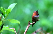 8th May 2014 - Rufous Hummingbird