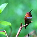 Rufous Hummingbird by jankoos
