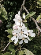 6th May 2014 - Apple blossom