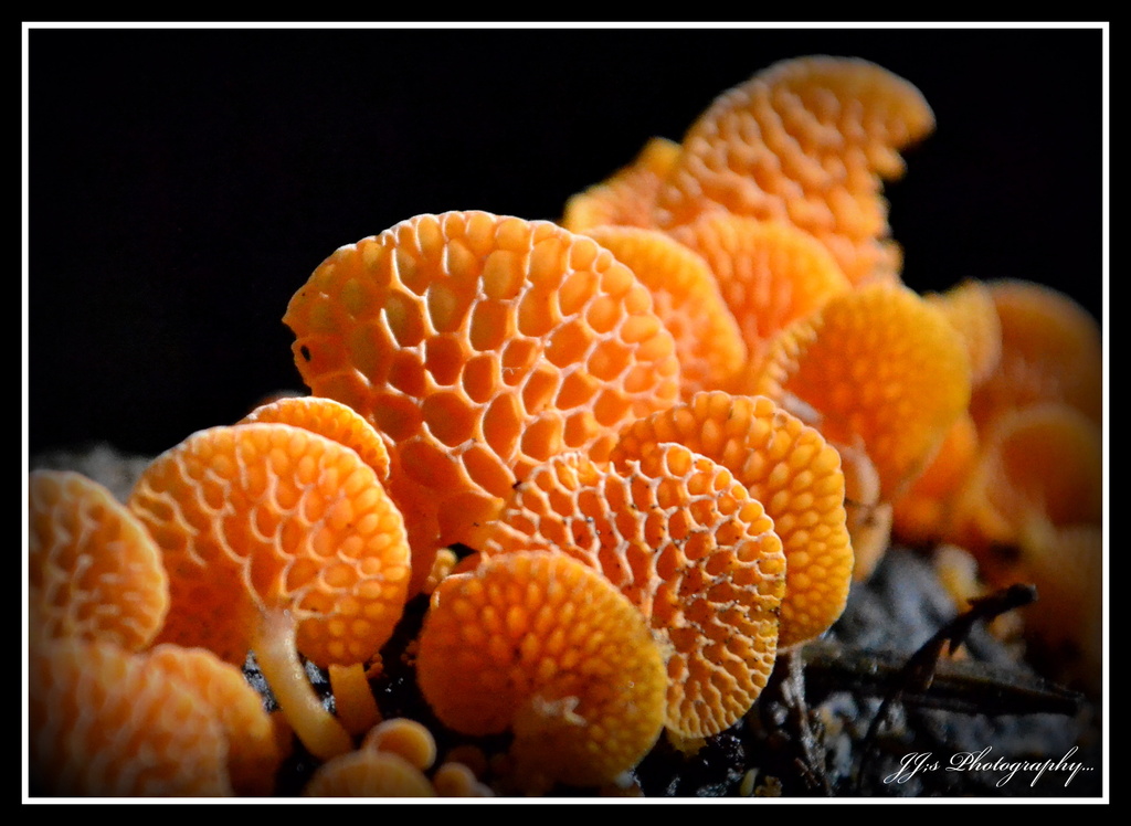 Orange fungi by julzmaioro