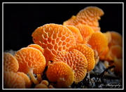 9th May 2014 - Orange fungi
