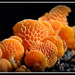 Orange fungi by julzmaioro