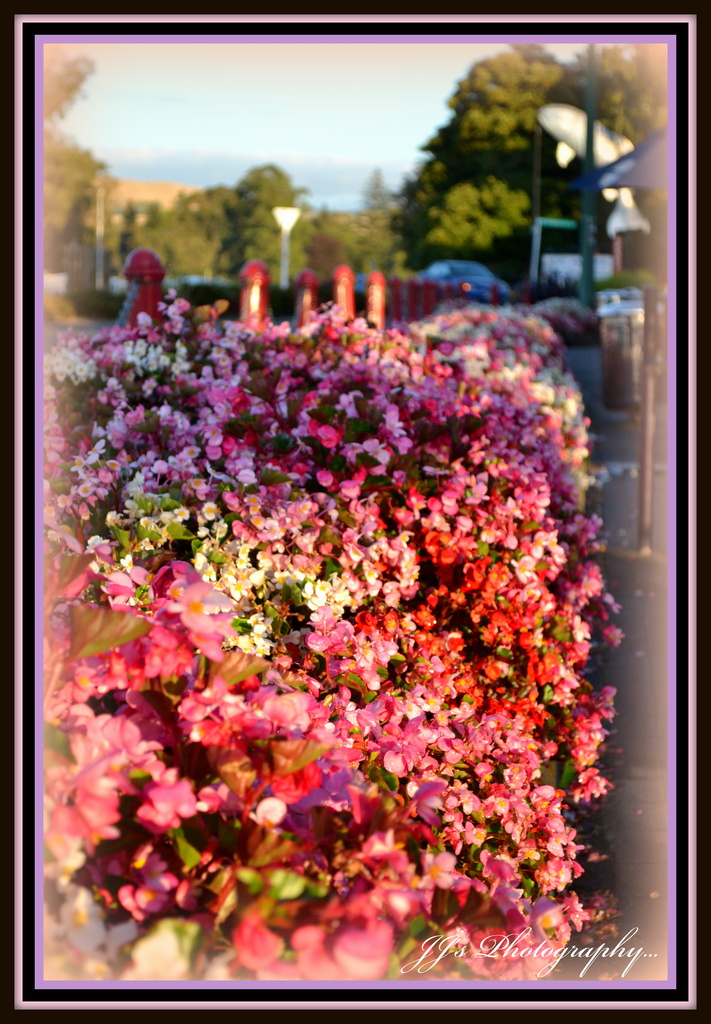 Taupo ... Pink for May.. by julzmaioro