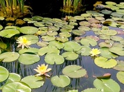 8th May 2014 - Lily Pond