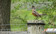 9th May 2014 - Robin on a post