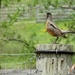 Robin on a post by mittens