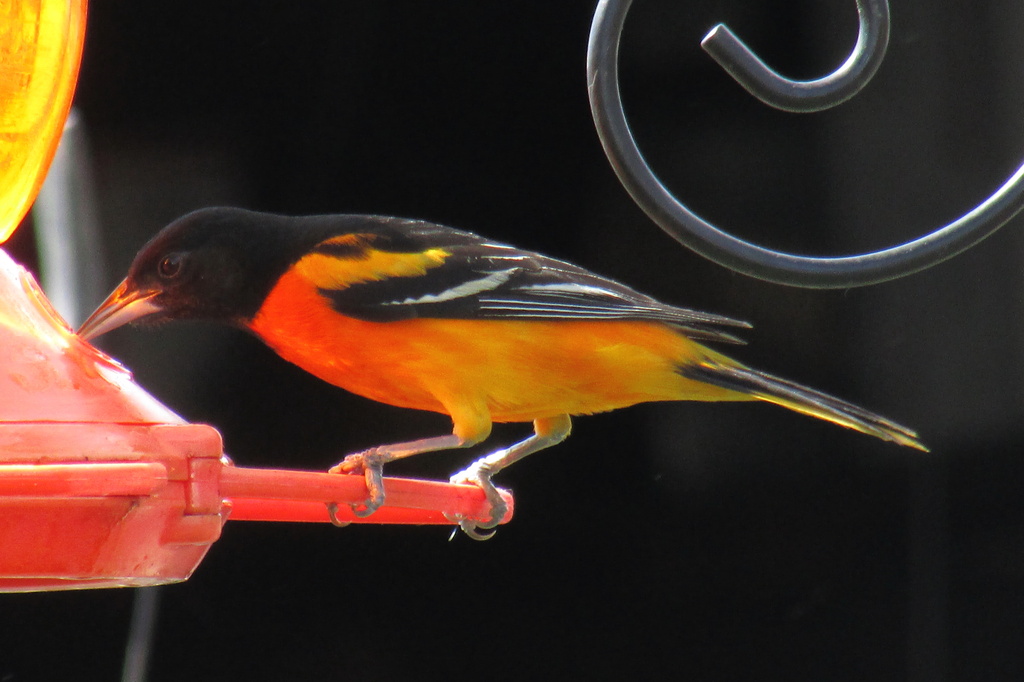 Hungry Oriole by randy23
