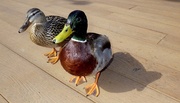8th May 2009 - Quack Quack