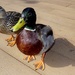 Quack Quack by bizziebeeme