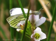 9th May 2014 - Green veined white