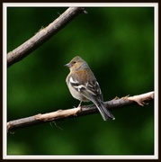 9th May 2014 - Chaffinch