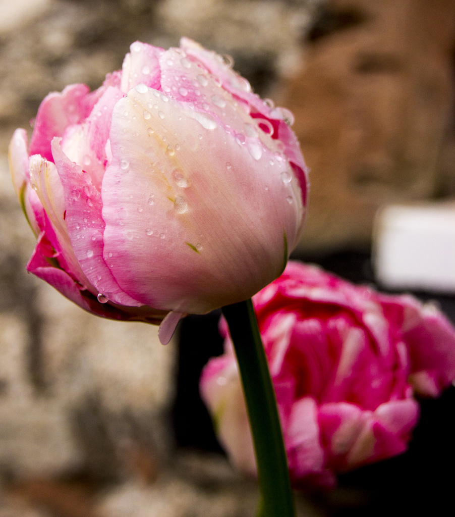 Welsh tulips (like English blooms, but wetter...) by shepherdman