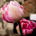 Welsh tulips (like English blooms, but wetter...) by shepherdman