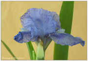 9th May 2014 - Sapphire Gem Iris