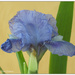 Sapphire Gem Iris by pcoulson