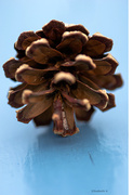 9th May 2014 - Pine cone