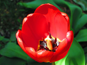 9th May 2014 - Day 339 Tulip