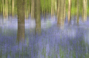 9th May 2014 - Dockey Wood in bluebell time