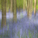 Dockey Wood in bluebell time by dulciknit