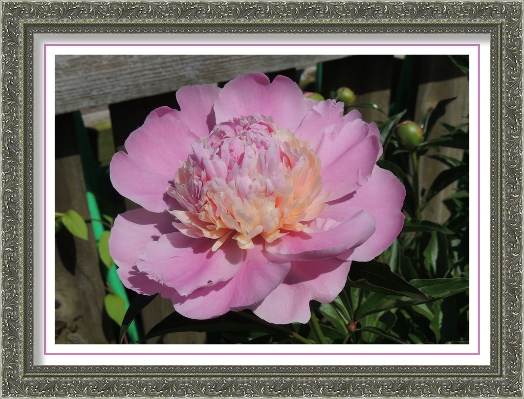 First Peony by allie912