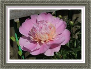 10th May 2014 - First Peony
