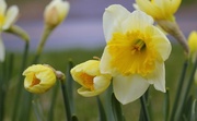 9th May 2014 - Daffodils 