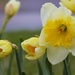 Daffodils  by mandyj92