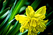 8th May 2014 - Double Daffodil