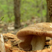 folded mushroom by francoise