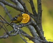 9th May 2014 - Mrs. Oriole