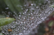 5th Oct 2010 - Water Web