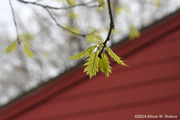 9th May 2014 - Leafing Out