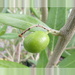Olive 'Leccino' by kiwiflora