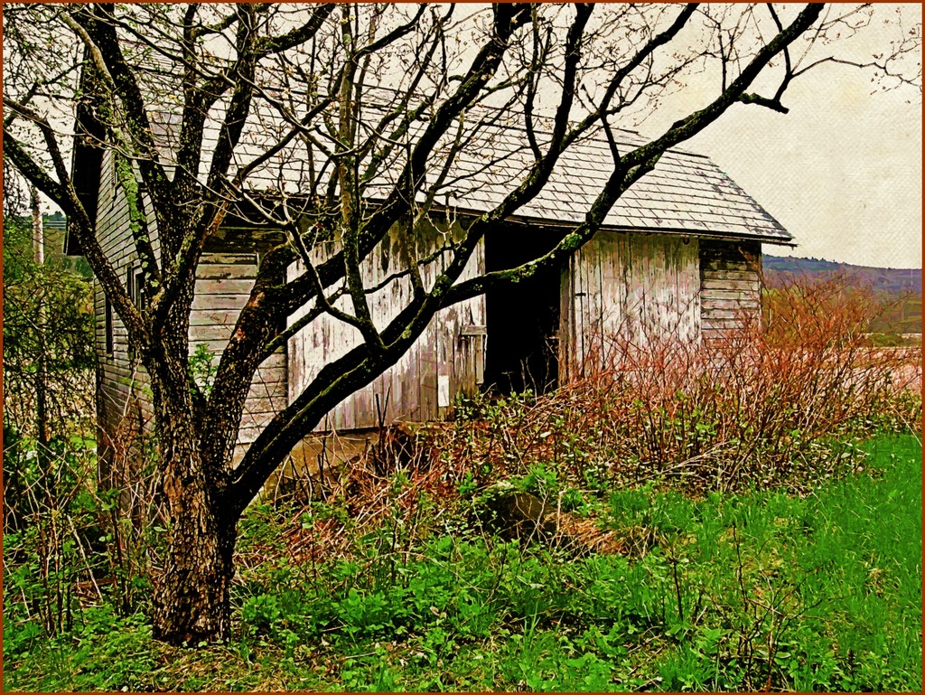 Springtime at Eschback Farm  by olivetreeann