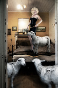 10th May 2014 - madame bo-peep collecting her sheep 