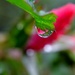 another rosebud reflection by dianeburns
