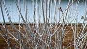 12th Apr 2014 - branches before leaves