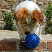 9th May 2014 - Goup and the blue ball