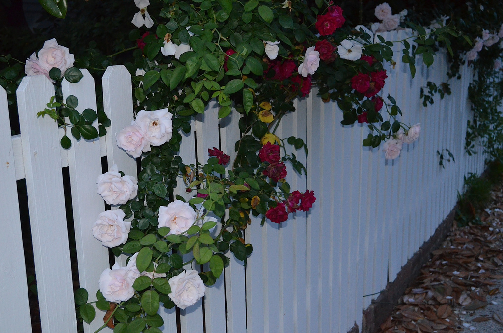 Roses and picket fence, Harleston Village, Charleston, SC by congaree