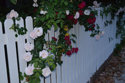 10th May 2014 - Roses and picket fence, Harleston Village, Charleston, SC