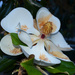 Magnolia bloom by congaree