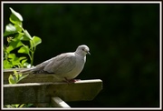 10th May 2014 - Collared dove