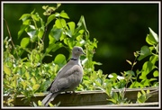 10th May 2014 - Another collared dove