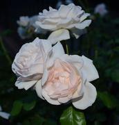 8th May 2014 - Roses