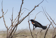 10th May 2014 -  A bird in the bush