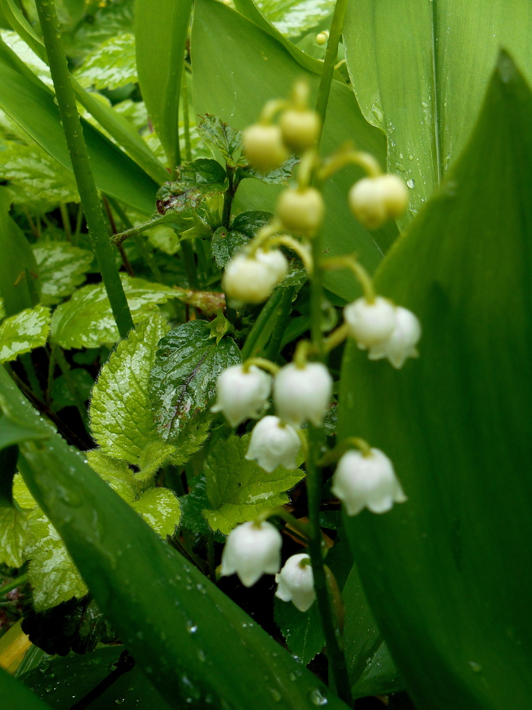 Lily-of-the-valley.... by snowy