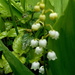 Lily-of-the-valley.... by snowy