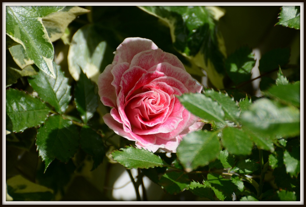Rosie's rose by rosiekind